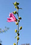 Macro-Flowers-Hollyhocks 