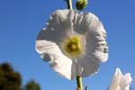 Macro-Flowers-Hollyhocks 