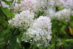 Macro-Flowers-Hortensia 