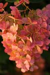 Macro-Flowers-Hortensia 