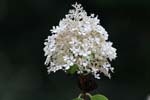 Macro-Flowers-Hortensia 