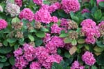 Macro-Flowers-Hortensia 