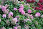 Macro-Flowers-Hortensia 