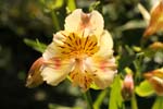 Macro-Flowers-Lillies 