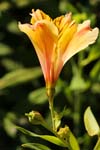 Macro-Flowers-Lillies 