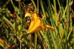 Macro-Flowers-Lillies 