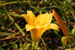 Macro-Flowers-Lillies 