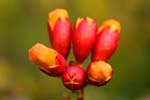 Macro-Flowers-Orange Trumpets 