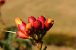 Macro-Flowers-Orange Trumpets 