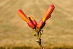 Macro-Flowers-Orange Trumpets 