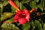 Macro-Flowers-Orange Trumpets 