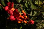 Macro-Flowers-Orange Trumpets 