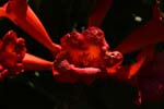 Macro-Flowers-Orange Trumpets 