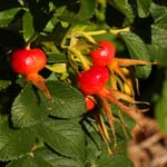 Macro-Flowers-Rose Hips 