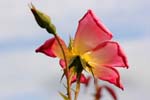 Macro-Flowers-Roses 