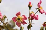 Macro-Flowers-Roses 