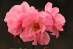 Macro-Flowers-Roses 