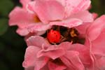 Macro-Flowers-Roses 