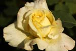 Macro-Flowers-Roses 