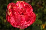 Macro-Flowers-Roses 