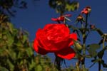 Macro-Flowers-Roses 