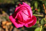 Macro-Flowers-Roses 