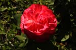 Macro-Flowers-Roses 