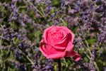 Macro-Flowers-Roses 