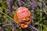 Macro-Flowers-Roses 