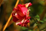 Macro-Flowers-Roses 