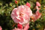 Macro-Flowers-Roses 