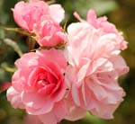 Macro-Flowers-Roses 