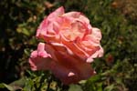 Macro-Flowers-Roses 