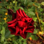 Macro-Flowers-Roses 