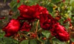 Macro-Flowers-Roses 