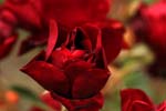 Macro-Flowers-Roses 