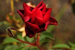 Macro-Flowers-Roses 