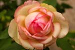 Macro-Flowers-Roses 