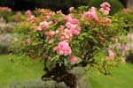 Macro-Flowers-Roses 