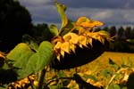 Macro-Flowers-Sunflowers 