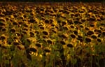 Macro-Flowers-Sunflowers 