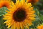 Macro-Flowers-Sunflowers 