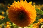 Macro-Flowers-Sunflowers 