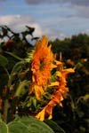 Macro-Flowers-Sunflowers 