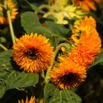 Macro-Flowers-Sunflowers 