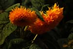 Macro-Flowers-Sunflowers 