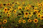 Macro-Flowers-Sunflowers 