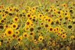 Macro-Flowers-Sunflowers 