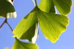 Macro-Gingko 