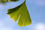 Macro-Gingko 